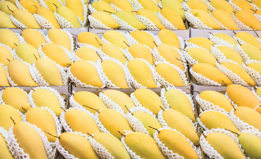 mango-prospectus_fr_BD_for_website-3